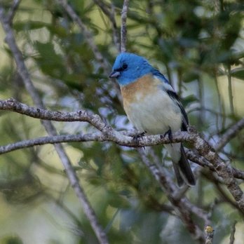 Fowlerope Birding Tours - Lazuli Bunting - Tours Near Me