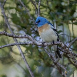 Fowlerope Birding Tours - Lazuli Bunting