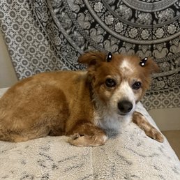 Our lovely dog, Sarah