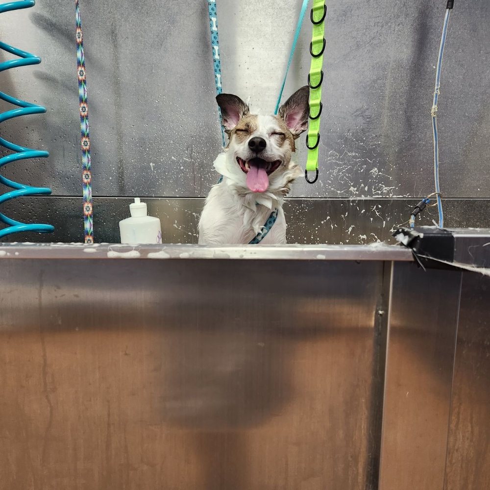 Bark Side Pet Grooming - My happy girl getting a blueberry facial! - Pet Groomers Near Me - Long Beach, California Bark Side Pet Grooming - My happy girl getting a blueberry facial! - Pet Groomers Near Me - Long Beach, California