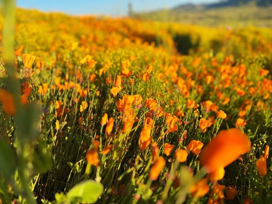 Walker Canyon by null