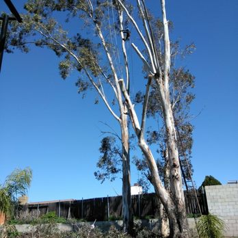 Sky's The Limit Tree Care - Tree Services Near Me - San Marino, California Sky's The Limit Tree Care - Tree Services Near Me - San Marino, California