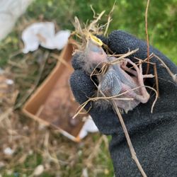 Phaseone  exterminating - Removing birds safe and sound