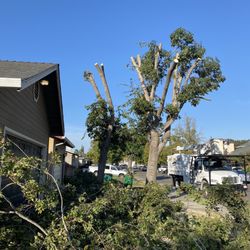 Larry's Tree Care - During proses