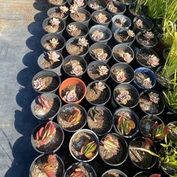 Gomez Nursery
