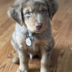 Just the cutest pup
