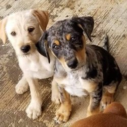 Big Adoption Event Saturday May 19th 3640 E Main St Mesa, AZ 85205 10am - 4pm