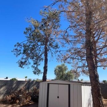 On Sight Tree Removal - Before - A metal shed with double doors is located outdoors on a dirt surface, with dry vegetation and debris around its base. Two tall trees with sparse foliage stand nearby, and a clear blue sky is visible above. The shed appears to be used for storage and is situated in an open area, possibly a backyard or garden. - Tree Services Near Me