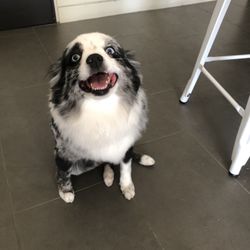 jeannie's doggy daycare