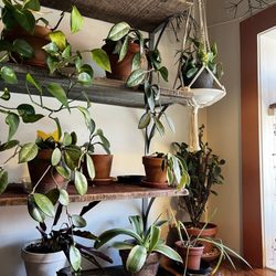 The Green Owl Cafe