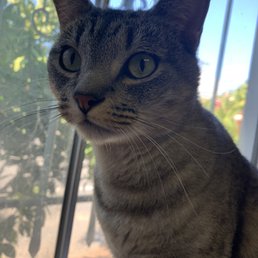 One of the babies who is healthy and loved as she waits for her indoor only forever home.