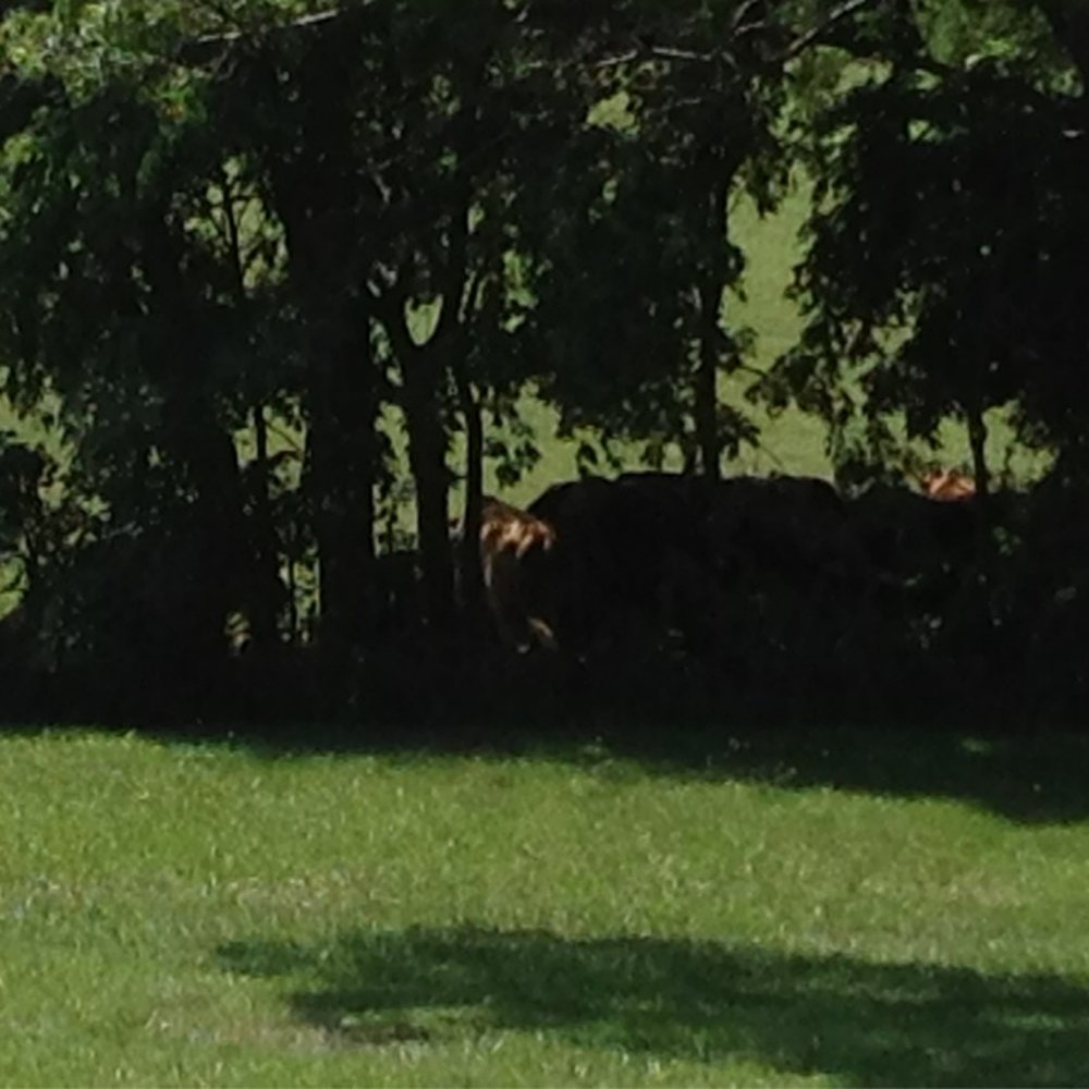 Lathrop Rest Area - Cows! - Rest Stops Near Me - Lathrop, Missouri Lathrop Rest Area - Cows! - Rest Stops Near Me - Lathrop, Missouri
