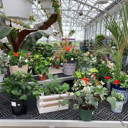 Canoyer Garden Center - Beautiful!