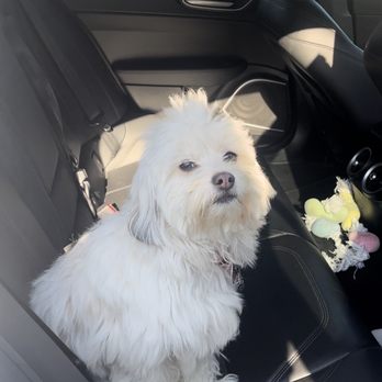 Doggie Dos  - How Prada looked before her hair cut - Pet Groomers Near Me - La Mesa, California