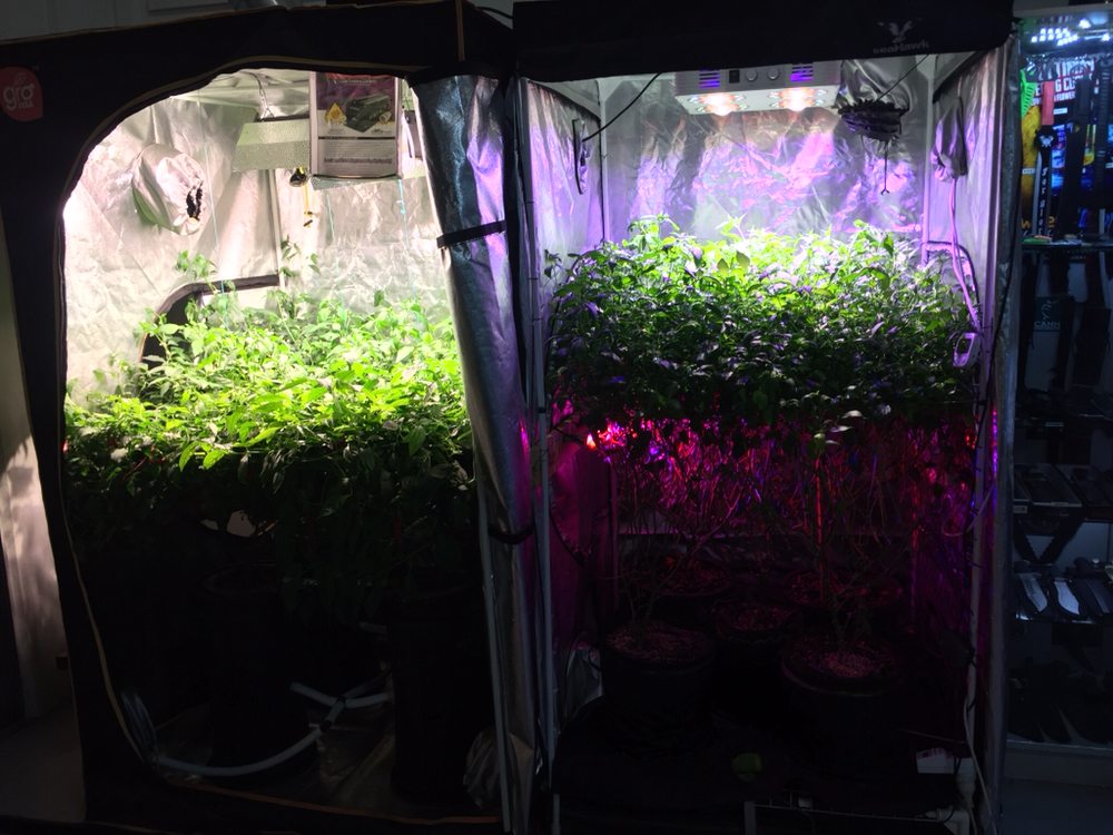 NORTHERN HYDROPONICS Updated June 2024 2/175 Newell St, Cairns