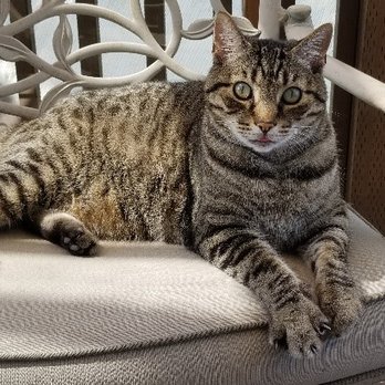 Renton Veterinary Hospital - Fat Nick - Veterinarians Near Me - Renton, Washington Renton Veterinary Hospital - Fat Nick - Veterinarians Near Me - Renton, Washington