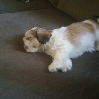 Veterinary Mobile Services - My little fur ball. - Veterinarians Near Me Veterinary Mobile Services - My little fur ball. - Veterinarians Near Me