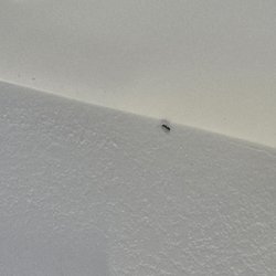 Enfield Inn and Suites - BUGS