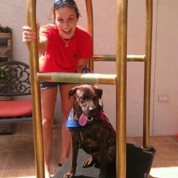 Southland Dog Training - Chance is okay to ride the dolly - Pet Training Near Me - Lakeland, Florida