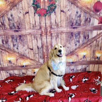 Petbar Boutique - Conroe - Brooks is clean and happy - Pet Groomers Near Me - Conroe, Texas Petbar Boutique - Conroe - Brooks is clean and happy - Pet Groomers Near Me - Conroe, Texas