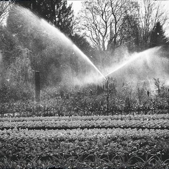 Wanczyk Evergreen Nursery - Our sprinklers at work to keep our stock at the highest quality - Nurseries & Gardening Near Me - Hadley, Massachusetts Wanczyk Evergreen Nursery - Our sprinklers at work to keep our stock at the highest quality - Nurseries & Gardening Near Me - Hadley, Massachusetts