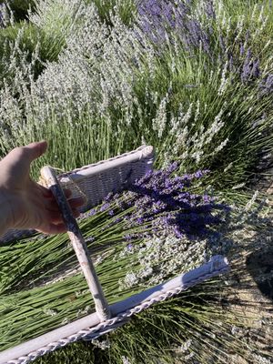 Wayward Winds Lavender Farm by null
