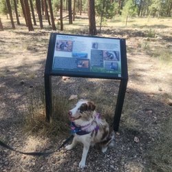 Jacob Lake Campground - Dog friendly nature trail