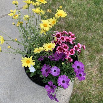 Doggett Greenhouse - I put them together in a pot - Nurseries & Gardening Near Me - Encampment, Wyoming Doggett Greenhouse - I put them together in a pot - Nurseries & Gardening Near Me - Encampment, Wyoming
