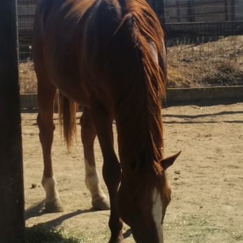 Daehling Ranch - The stallion Under Caution eating hay. - Horse Racing Near Me - Elk Grove, California