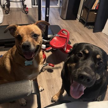 Sacramento SPCA - Looper & Kali - Animal Shelters Near Me - Sacramento, California Sacramento SPCA - Looper & Kali - Animal Shelters Near Me - Sacramento, California
