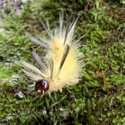 Ken Lockwood Gorge Wildlife Management Area - Banded Tussock Moth Caterpillar