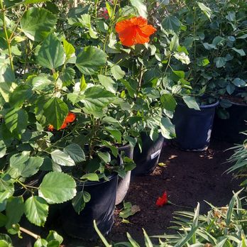 A & P Nursery - Nurseries & Gardening Near Me - Gilbert, Arizona
