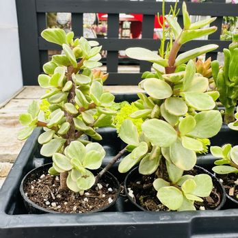 Deneweth's Garden Center - Beautiful succulents - Nurseries & Gardening Near Me - Macomb, Michigan