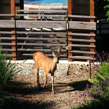 WildSpring Guest Habitat - WildLife Guest Habitat! - Hotels Near Me - Port Orford, Oregon WildSpring Guest Habitat - WildLife Guest Habitat! - Hotels Near Me - Port Orford, Oregon