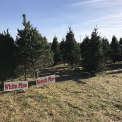 Talbott's Christmas Tree Farm - Many precut trees to choose from.