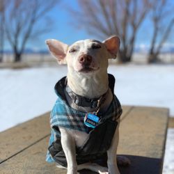 Rocky Hill Ranch - Sansa enjoying some snow and sunshine.
