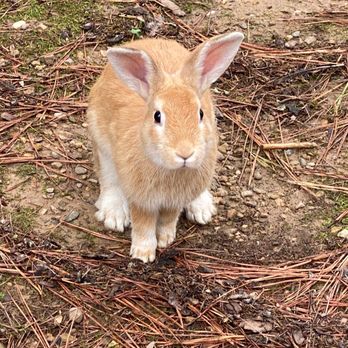Shenandoah Valley Campground - Cute bunnies everywhere! - Campgrounds Near Me - Verona, Virginia Shenandoah Valley Campground - Cute bunnies everywhere! - Campgrounds Near Me - Verona, Virginia