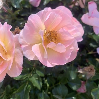 Woodward Park - Blooming flowers! - Parks Near Me - Fresno, California Woodward Park - Blooming flowers! - Parks Near Me - Fresno, California