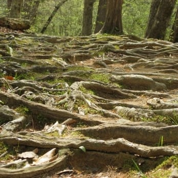 Duke Forest, Korstian Division - Hiking Near Me - Durham, North Carolina