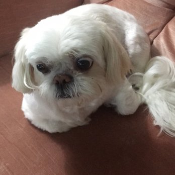 bubbles and bows prices