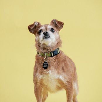 Pennington Pets - Pet Photography Near Me Pennington Pets - Pet Photography Near Me