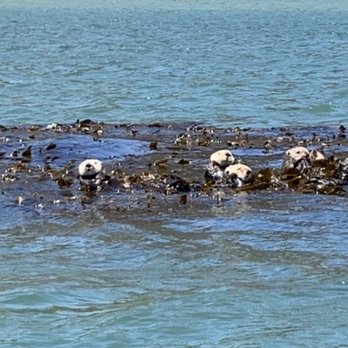 SLO Tours - Sea otters - Boat Tours Near Me - San Luis Obispo, California SLO Tours - Sea otters - Boat Tours Near Me - San Luis Obispo, California