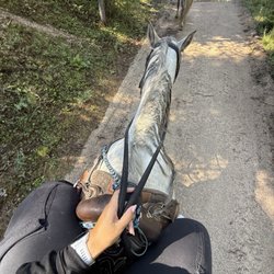 Hidalgo Trail Rides - Miss Luna