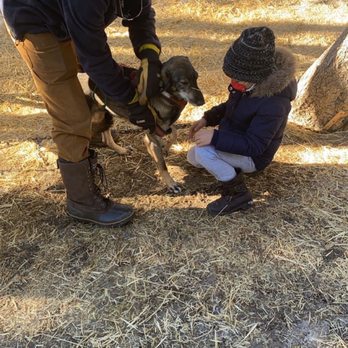 Monarch Dog Sled Rides - Z helping to harness up the dogs - Dog Parks Near Me Monarch Dog Sled Rides - Z helping to harness up the dogs - Dog Parks Near Me