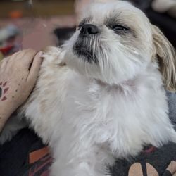 Namaste Spiritual Healing - Animals LOVE Reiki