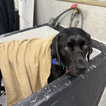 Bark N Bubbles PDX - A clean and satisfied customer - Pet Groomers Near Me - Milwaukie, Oregon Bark N Bubbles PDX - A clean and satisfied customer - Pet Groomers Near Me - Milwaukie, Oregon