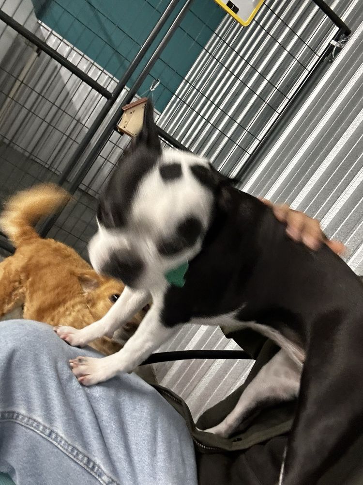 FETCH DOG DAYCARE & BOARDING Updated September 2024 67 Photos 93 McCall St, Flat Rock