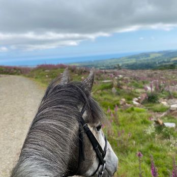Paddocks Riding Centre - Horseback Riding Near Me - Sandyford, D Paddocks Riding Centre - Horseback Riding Near Me - Sandyford, D