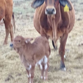 Mi Dia From Scratch - Red with our new baby heifer - Mexican Near Me - Plano, Texas