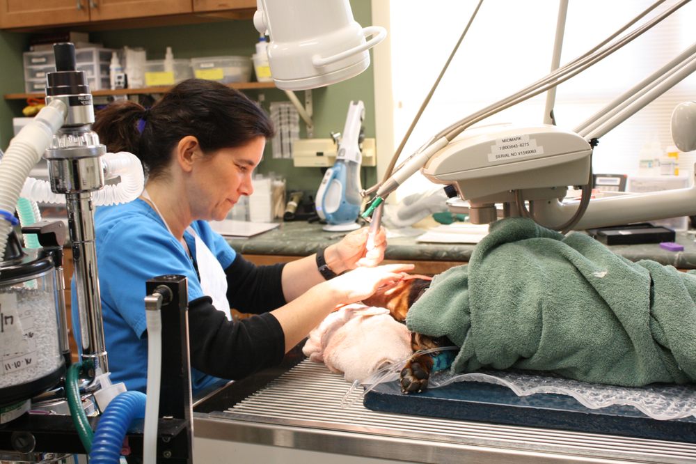 Northampton Veterinary Clinic Image